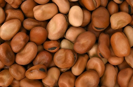 Foul Egypt Beans 1*15Kg