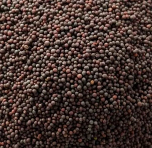 Mustard Seeds