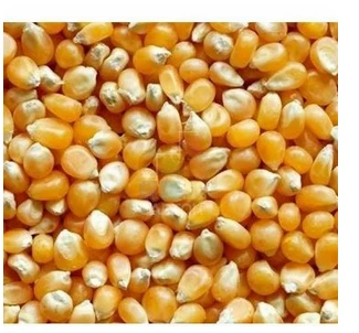 بذور الفشار 1 * 20 كجم